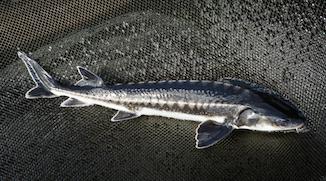 BUSINESS Kings of Black Caviar: Why Commercial Fishing Is Not Yet a Business