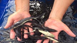 Not all sturgeons live on farms