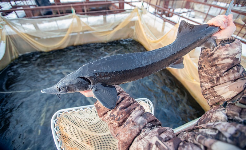What fish produces black caviar?